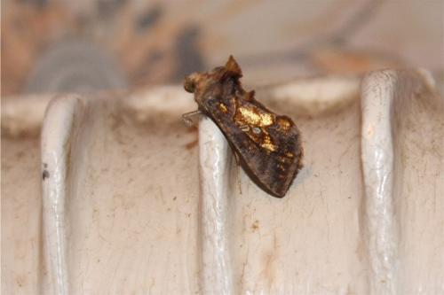 Réf. 335 593 : Chrysodeixis chalcites
